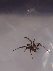 Anyphaena accentuata