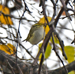 Phylloscopus proregulus