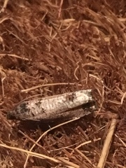 Notocelia culminana