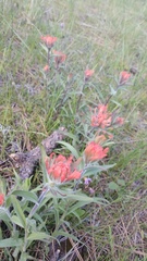 Castilleja hispida acuta