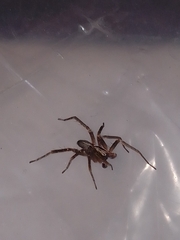 Anyphaena accentuata