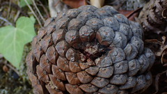 Pinus nigra