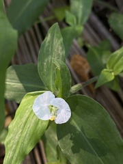 Commelina erecta erecta