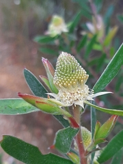Leucadendron conicum