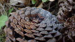 Pinus nigra
