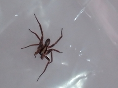 Anyphaena accentuata