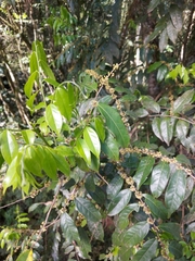 Casearia sylvestris