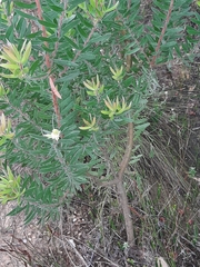 Leucadendron conicum