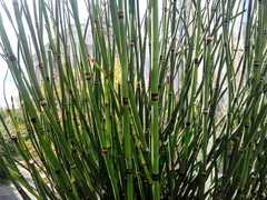 Equisetum hyemale