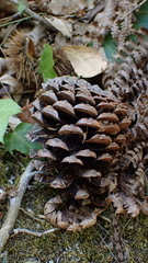 Pinus nigra