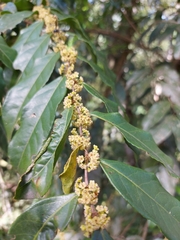 Casearia sylvestris