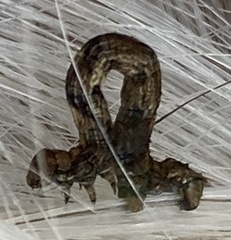 Erannis defoliaria