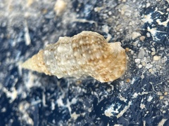 Cerithium eburneum