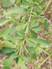 Gymnosporia glaucophylla image