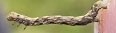 Erannis defoliaria