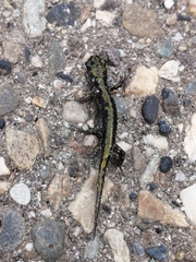 Ambystoma macrodactylum