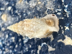 Cerithium eburneum