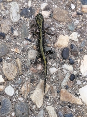 Ambystoma macrodactylum