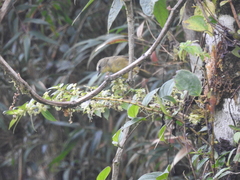 Thlypopsis superciliaris