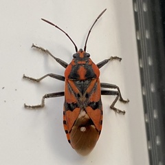 Spilostethus pandurus