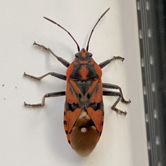 Spilostethus pandurus