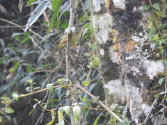 Thlypopsis superciliaris
