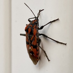 Spilostethus pandurus