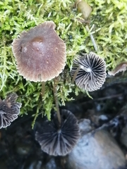 Mycena leptocephala