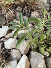 Ditaxis humilis