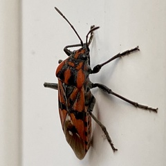 Spilostethus pandurus