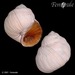 Lewis's Moon Snail - Photo (c) Femorale, some rights reserved (CC BY-NC)