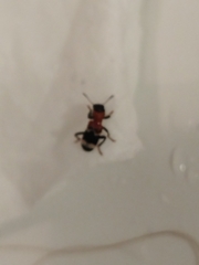 Thanasimus formicarius