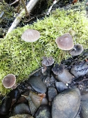 Mycena leptocephala