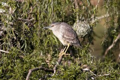Nycticorax nycticorax nycticorax