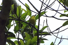 Todirostrum poliocephalum