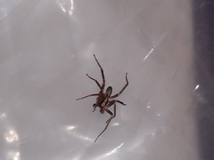 Anyphaena accentuata