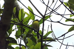 Todirostrum poliocephalum