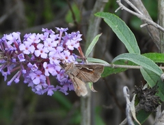 Macdunnoughia confusa