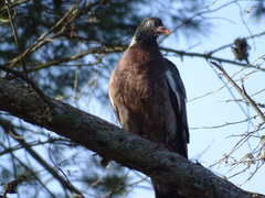 Columba palumbus palumbus