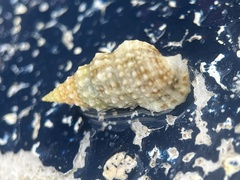 Cerithium eburneum
