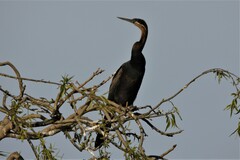 Anhinga rufa rufa