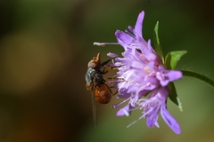Rhingia rostrata