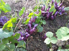 Lathraea clandestina