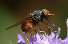 Rhingia rostrata