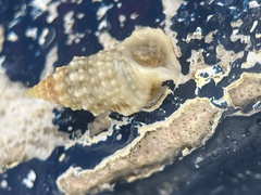 Cerithium eburneum