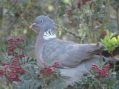 Columba palumbus palumbus