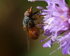 Rhingia rostrata