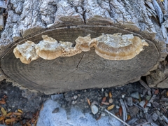 Trametes trogii