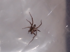 Anyphaena accentuata