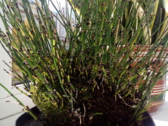 Equisetum variegatum